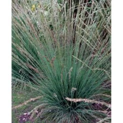 Blåtop 'Moorhexe' Molinia Caerulea 'Moorhexe' 1 Liter Potte -Osmoz Naturens Butik mi3325 molinia caerulea moorhexe af35