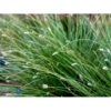 Fjeld-blåaks Sesleria Caerulea 1 Liter Potte -Osmoz Naturens Butik mi3326 sesleria caerulea 5756