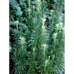 Blommebladet Taks 'Fastigiata' Cephalotaxus Harringtonia 'Fastigiata' Potte 5,0 Liter,- 50-60 Cm. 9 Blommebladet Taks 'Fastigiata' Cephalotaxus Harringtonia 'Fastigiata' Potte 5,0 Liter,- 50-60 Cm. -Osmoz Naturens Butik mi3377 cephalotaxus harringtonia fastigiata 611f