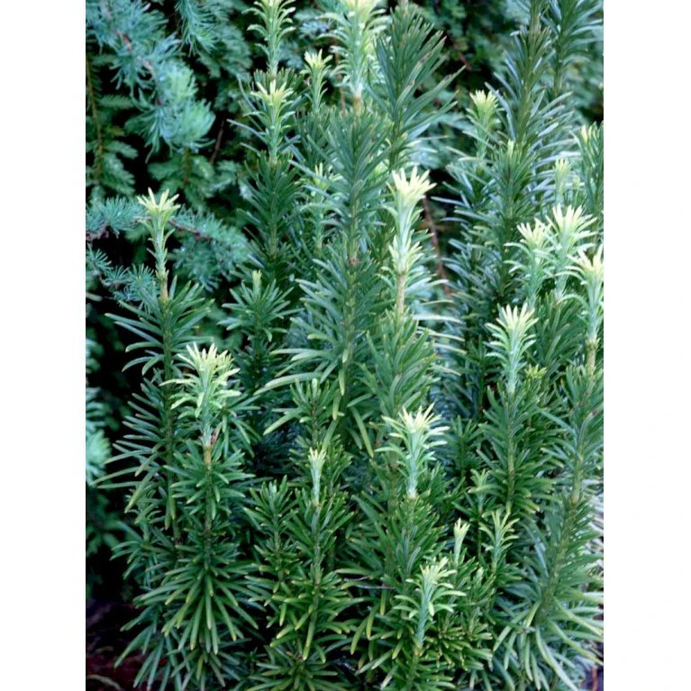 Blommebladet Taks 'Fastigiata' Cephalotaxus Harringtonia 'Fastigiata' Potte 5,0 Liter,- 50-60 Cm. 6 Blommebladet Taks 'Fastigiata' Cephalotaxus Harringtonia 'Fastigiata' Potte 5,0 Liter,- 50-60 Cm. - Billede 4
