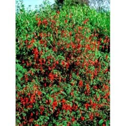 Havefuchia 'Riccartonii' Fuchsia Magellanica 'Riccartonii' 5 Liter Potte -Osmoz Naturens Butik mi3378 fuchsia riccartonii d4b9