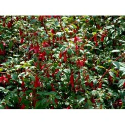 Havefuchia 'Riccartonii' Fuchsia Magellanica 'Riccartonii' 5 Liter Potte -Osmoz Naturens Butik mi3378 fuchsia riccartonii dbc0