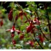 Havefuchia 'Riccartonii' Fuchsia Magellanica 'Riccartonii' 5 Liter Potte 1 Havefuchia 'Riccartonii' Fuchsia Magellanica 'Riccartonii' 5 Liter Potte -Osmoz Naturens Butik mi3378 fuchsia riccartonii e36e