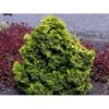 Solcypres 'Aurora' Chamaecyparis Obtusa 'Aurora' Potte 2,0 Liter,- 20-25 Cm. 1 Solcypres 'Aurora' Chamaecyparis Obtusa 'Aurora' Potte 2,0 Liter,- 20-25 Cm. -Osmoz Naturens Butik mi3385 chamaecyparis obtusa aurora bc99