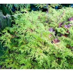 Solcypres 'Kamarachiba' Chamaecyparis Obtusa 'Kamarachiba' Potte 3,0 Liter,- 25-30 Cm. -Osmoz Naturens Butik mi3387 chamaecyparis obtusa kamarachiba 3bf5