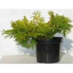 Solcypres 'Kamarachiba' Chamaecyparis Obtusa 'Kamarachiba' Potte 3,0 Liter,- 25-30 Cm. -Osmoz Naturens Butik mi3387 chamaecyparis obtusa kamarachiba 9ae6
