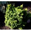 Solcypres 'Maureen' Chamaecyparis Obtusa 'Maureen' Potte 2,0 Liter,- 15-20 Cm. -Osmoz Naturens Butik mi3388 chamaecyparis obtusa maureen 1241