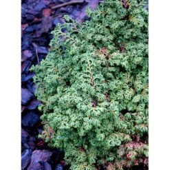Solcypres 'Maureen' Chamaecyparis Obtusa 'Maureen' Potte 2,0 Liter,- 15-20 Cm. 7 Solcypres 'Maureen' Chamaecyparis Obtusa 'Maureen' Potte 2,0 Liter,- 15-20 Cm. -Osmoz Naturens Butik mi3388 chamaecyparis obtusa maureen 1d7b