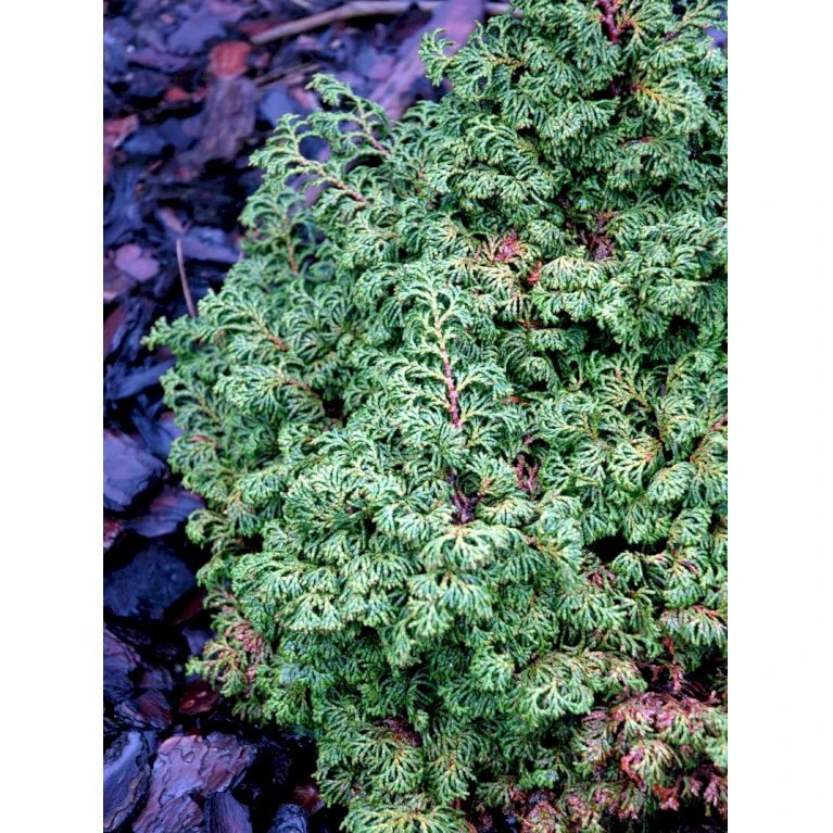 Solcypres 'Maureen' Chamaecyparis Obtusa 'Maureen' Potte 2,0 Liter,- 15-20 Cm. 5 Solcypres 'Maureen' Chamaecyparis Obtusa 'Maureen' Potte 2,0 Liter,- 15-20 Cm. - Billede 3