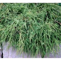 Tråd Ærtecypres 'Filifera Nana' Chamaecyprais Pisifera 'Filifera Nana' Potte 2,0 Liter,- 20-25 Cm. -Osmoz Naturens Butik mi3394 chamaecyparis pisifera filifera nana 26a2