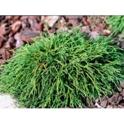 Tråd Ærtecypres 'Filifera Nana' Chamaecyprais Pisifera 'Filifera Nana' Potte 2,0 Liter,- 20-25 Cm. -Osmoz Naturens Butik mi3394 chamaecyparis pisifera filifera nana 4782