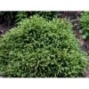 Japansk Kryptomeria 'Little Champion' Cryptomeria Japonica 'Little Champion' Potte 2,0 Liter,- 15-20 Cm. -Osmoz Naturens Butik mi3399 cryptomeria japonica little champion 991b