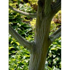 Stribet Løn Acer Pensylvanicum Solitær Busk 150-200 Cm. - Med Klump 8 Stribet Løn Acer Pensylvanicum Solitær Busk 150-200 Cm. - Med Klump -Osmoz Naturens Butik mi3406 acer pensylvanicum 854b