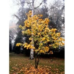 Stribet Løn Acer Pensylvanicum Solitær Busk 150-200 Cm. - Med Klump 9 Stribet Løn Acer Pensylvanicum Solitær Busk 150-200 Cm. - Med Klump -Osmoz Naturens Butik mi3406 acer pensylvanicum a125