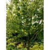 Stribet Løn Acer Pensylvanicum Solitær Busk 150-200 Cm. - Med Klump -Osmoz Naturens Butik mi3406 acer pensylvanicum a7bd