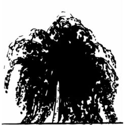 Sørgebirk Betula Pendula 'Youngii' Heister 175-200 Cm. Med Potte -Osmoz Naturens Butik mi340 betula pendula youngii 7d91