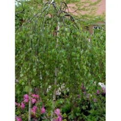 Sørgebirk Betula Pendula 'Youngii' Heister 175-200 Cm. Med Potte -Osmoz Naturens Butik mi340 betula pendula youngii 823d