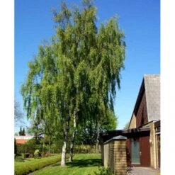 Hængebirk Betula Pendula 'Tristis' Heister 175-200 Cm. Med Potte -Osmoz Naturens Butik mi342 betula pendula tristis 2533