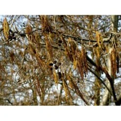 Gråel Alnus Incana Flerstammet,- 150-175 Cm. Med Trådklump -Osmoz Naturens Butik mi3456 alnus incana 8806