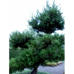 Pinus Contorta Almindelig Klitfyr Barrods,- 3 års (2/1) 20-50 Cm. -Osmoz Naturens Butik mi3459 pinus contorta 0547