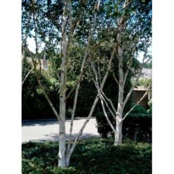 Himalayabirk Betula Utilis Heister 175-200 Cm. Med Potte -Osmoz Naturens Butik mi347 betula utilis 0406