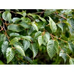 Himalayabirk Betula Utilis Heister 175-200 Cm. Med Potte -Osmoz Naturens Butik mi347 betula utilis 6104