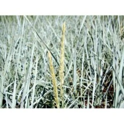 Marehalm Leymus Arenarius 10 Cm. Potte -Osmoz Naturens Butik mi3511 leymus arenarius d1bf