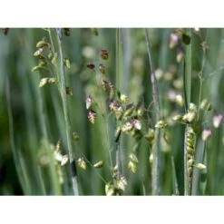 Hjertegræs Briza Media 1 Liter Potte 14 Hjertegræs Briza Media 1 Liter Potte -Osmoz Naturens Butik mi365 briza media 0234