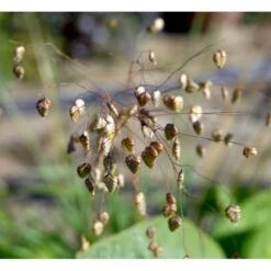 Hjertegræs Briza Media 1 Liter Potte 12 Hjertegræs Briza Media 1 Liter Potte -Osmoz Naturens Butik mi365 briza media 28d5