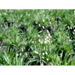 Hjertegræs Briza Media 1 Liter Potte 11 Hjertegræs Briza Media 1 Liter Potte -Osmoz Naturens Butik mi365 briza media 4f4b