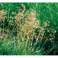 Hjertegræs Briza Media 1 Liter Potte 15 Hjertegræs Briza Media 1 Liter Potte -Osmoz Naturens Butik mi365 briza media 8622