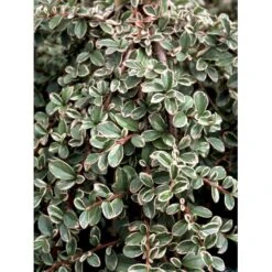 Dværgmispel 'Juliette' Cotoneaster Suecicus 'Juliette' Opstammet 40 Cm. Med Potte -Osmoz Naturens Butik mi3701 cotoneaster suecicus juliette 04b1