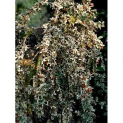 Dværgmispel 'Juliette' Cotoneaster Suecicus 'Juliette' Opstammet 40 Cm. Med Potte -Osmoz Naturens Butik mi3701 cotoneaster suecicus juliette 80dc