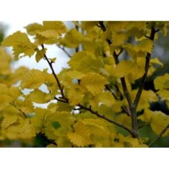 Guld Elm Ulmus Hollandica 'Wredei' Med Klump,- 150-175 Cm. -Osmoz Naturens Butik mi3702 ulmus hollandica wredei 25bd