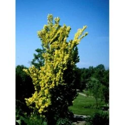 Guld Elm Ulmus Hollandica 'Wredei' Med Klump,- 150-175 Cm. -Osmoz Naturens Butik mi3702 ulmus hollandica wredei d242