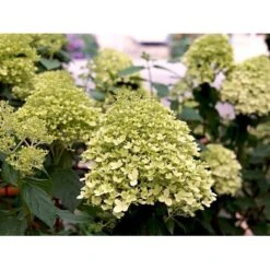 Syrén-Hortensia 'Limelight' Hydrangea Paniculata 'Limelight' Opstammet 90 Cm. 7,5 Liter Potte 14 Syrén-Hortensia 'Limelight' Hydrangea Paniculata 'Limelight' Opstammet 90 Cm. 7,5 Liter Potte -Osmoz Naturens Butik mi3703 hydrangea paniculata limelight 502b 1