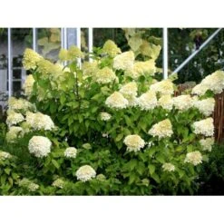Kompakt Syrén-Hortensia 'Little Lime' Hydrangea Paniculata 'Little Lime' 3,5 Liter Potte -Osmoz Naturens Butik mi3703 hydrangea paniculata limelight c7e2