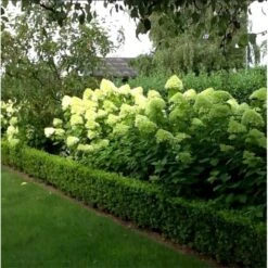 Syrén-Hortensia 'Limelight' Hydrangea Paniculata 'Limelight' Opstammet 90 Cm. 7,5 Liter Potte 15 Syrén-Hortensia 'Limelight' Hydrangea Paniculata 'Limelight' Opstammet 90 Cm. 7,5 Liter Potte -Osmoz Naturens Butik mi3703 hydrangea paniculata limelight d8b9