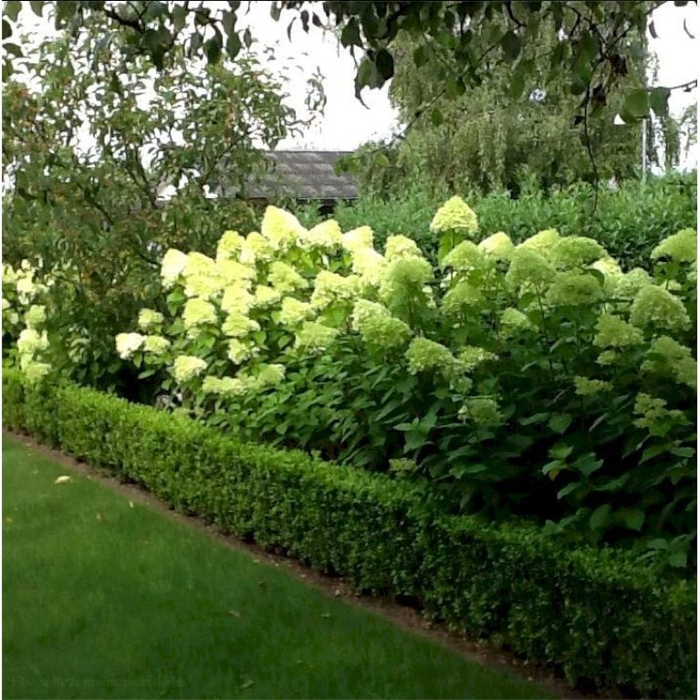 Syrén-Hortensia 'Limelight' Hydrangea Paniculata 'Limelight' Opstammet 90 Cm. 7,5 Liter Potte 9 Syrén-Hortensia 'Limelight' Hydrangea Paniculata 'Limelight' Opstammet 90 Cm. 7,5 Liter Potte - Billede 7