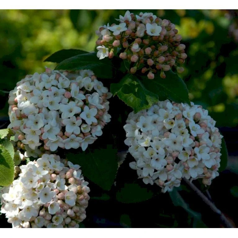Duft-snebolle Viburnum Carlcephalum Med Klump,- 100-120 Cm. 4 Duft-snebolle Viburnum Carlcephalum Med Klump,- 100-120 Cm. - Billede 2