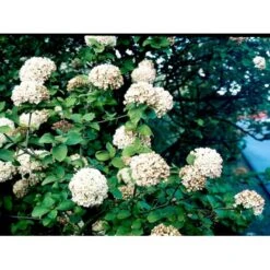 Duft-snebolle Viburnum Carlcephalum Med Klump,- 100-120 Cm. 12 Duft-snebolle Viburnum Carlcephalum Med Klump,- 100-120 Cm. -Osmoz Naturens Butik mi3729 viburnum carlcephalum 5afa
