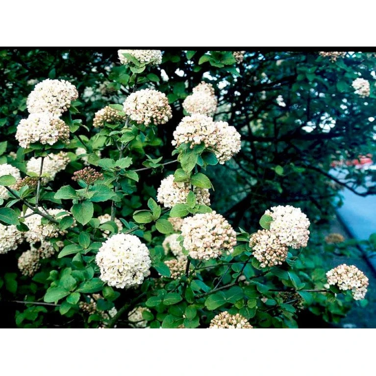 Duft-snebolle Viburnum Carlcephalum Med Klump,- 100-120 Cm. 7 Duft-snebolle Viburnum Carlcephalum Med Klump,- 100-120 Cm. - Billede 5