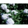 Duft-snebolle Viburnum Carlcephalum Med Klump,- 100-120 Cm. -Osmoz Naturens Butik mi3729 viburnum carlcephalum 932d