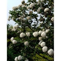 Duft-snebolle Viburnum Carlcephalum Med Klump,- 100-120 Cm. 11 Duft-snebolle Viburnum Carlcephalum Med Klump,- 100-120 Cm. -Osmoz Naturens Butik mi3729 viburnum carlcephalum a509