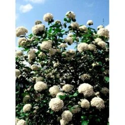 Duft-snebolle Viburnum Carlcephalum Med Klump,- 100-120 Cm. 13 Duft-snebolle Viburnum Carlcephalum Med Klump,- 100-120 Cm. -Osmoz Naturens Butik mi3729 viburnum carlcephalum b9b0