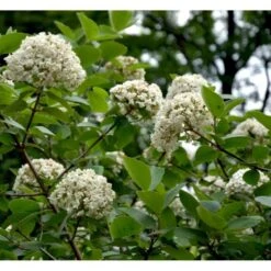 Duft-snebolle Viburnum Carlcephalum Med Klump,- 100-120 Cm. 10 Duft-snebolle Viburnum Carlcephalum Med Klump,- 100-120 Cm. -Osmoz Naturens Butik mi3729 viburnum carlcephalum db59