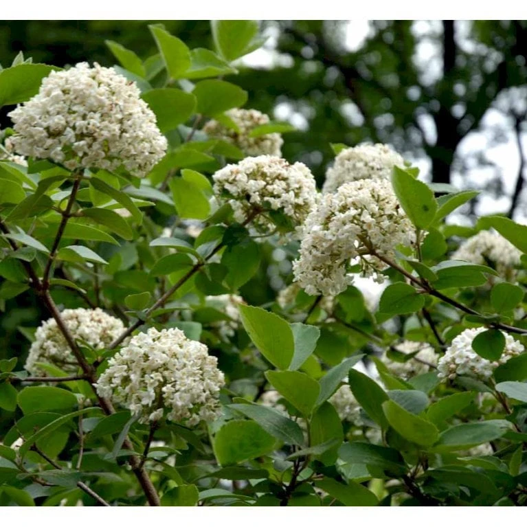 Duft-snebolle Viburnum Carlcephalum Med Klump,- 100-120 Cm. 5 Duft-snebolle Viburnum Carlcephalum Med Klump,- 100-120 Cm. - Billede 3