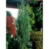 Blyants Enebær 'Blue Arrow' Juniperus Scopulorum 'Blue Arrow' Potte 2,0 Liter,- 40-60 Cm. -Osmoz Naturens Butik mi3730 juniperus scopulorum blue arrow e6db
