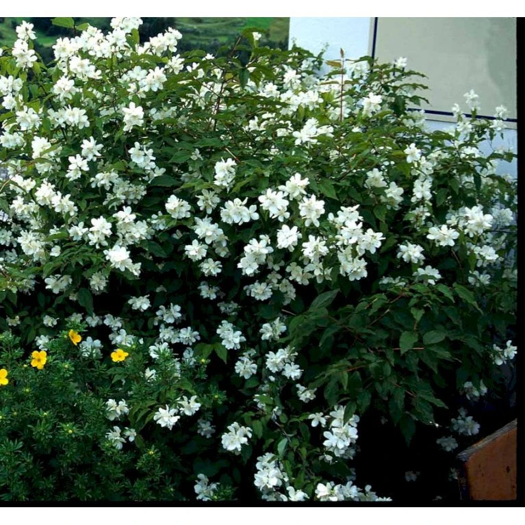 Uægte Jasmin 'Coronarius' Philadelphus Coronarius Solitær Busk 150-200 Cm. - Med Klump 3 Uægte Jasmin 'Coronarius' Philadelphus Coronarius Solitær Busk 150-200 Cm. - Med Klump