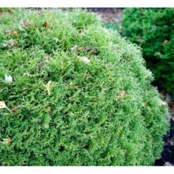 Thuja 'Tiny Tim' Thuja Occidentalis 'Tiny Tim' (dværgform) Potte 3,0 Liter,- 25-30 Cm. -Osmoz Naturens Butik mi3751 thuja occidentalis tiny tim 7dee